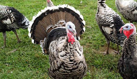 turkeys Narragansett Turkey, Heritage Turkeys, Bob White Quail, Molting Chickens, Rhode Island Red Chickens, Raising Turkeys, Best Egg Laying Chickens, Chicken Incubator, Baby Turkey