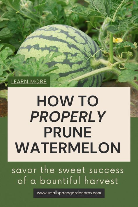 Enhance your watermelon harvest with our comprehensive guide to pruning! Learn essential tips and techniques to maximize yield and savor the sweet success of a bountiful harvest. From proper pruning methods to timing, our expert insights ensure you cultivate watermelons bursting with flavor. Elevate your gardening journey and unlock the potential of your crop with our in-depth tips! #WatermelonPruning #GardeningTips #HarvestSuccess #GardenWisdom #GrowYourOwn When To Harvest Watermelon, Pruning Watermelon Vines, Watermelon Growing Tips, Watermelon Gardening, Watermelon Vine, Watermelon Growing, Watermelon Plants, Growing Watermelon, Watermelon Vines