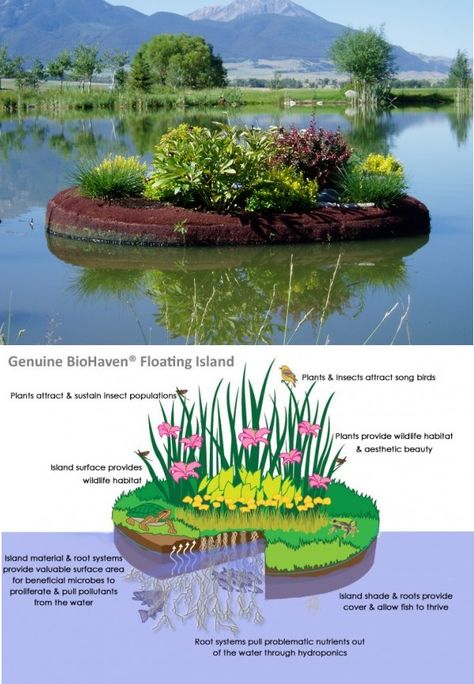 Aquaponics Design, Floating Garden, Floating Island, Natural Swimming Pools, Aquaponics System, Ponds, Permaculture, Water Garden, Dream Garden