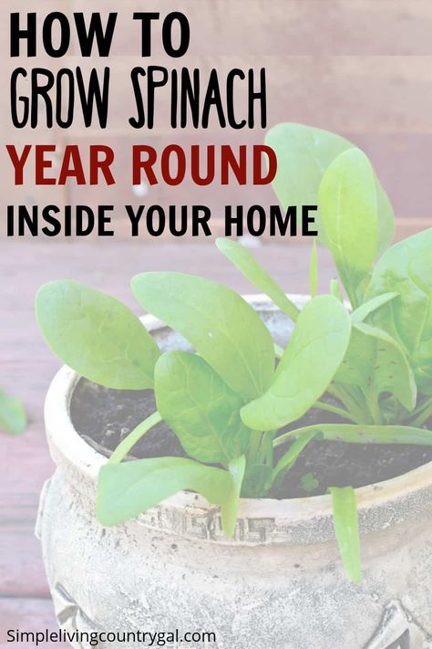 How to Grow spinach year round inside your home. Grow nutrient-packed spinach indoors with this simple guide! Learn the best containers, lighting, and watering techniques to ensure a thriving indoor garden. Harvest, store, and use your spinach in a variety of ways for healthy, delicious meals all year round. Get started today! How To Grow Spinach In A Pot, Grow Spinach Indoors, How To Harvest Spinach, Spinach Garden, How To Grow Spinach, Grow Spinach, Gardening Inside, Spinach Benefits, Growing Spinach