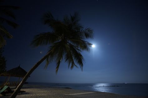 Night Palm Tree. Popular Wallpapers, Beach At Night, Beach Night, Pretty Landscapes, Summer Dream, The Passion, Night Aesthetic, Pics Art, Pretty Places