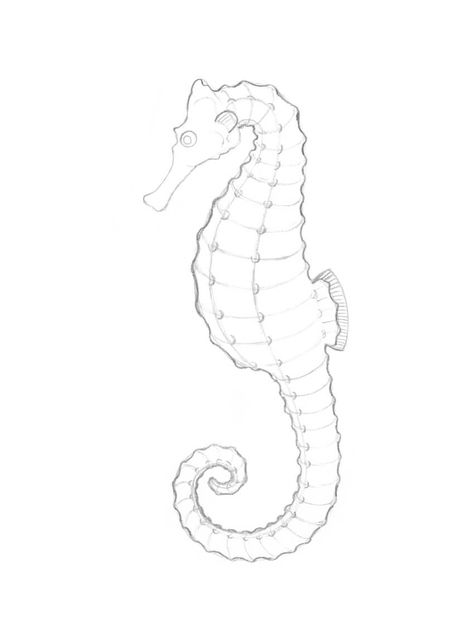 Draw A Seahorse, Horse Doodle, Seahorse Drawing, Shell Drawing, Ocean Drawing, Horse Art Drawing, Seahorse Art, Easy Pixel Art, Tattoo Graphic