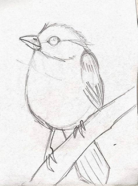 Drawing Birds Easy, Best Sketches, Simple Bird Drawing, Animal Sketches Easy, Pencil Drawing Pictures, Bird Pencil Drawing, Easy Pencil Drawings, Bird Painting Acrylic, Bird Sketch