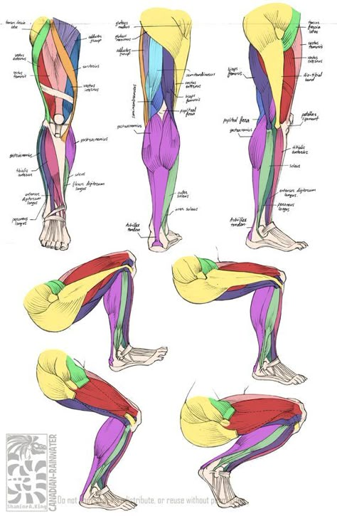 Character Design References Leg Muscles Anatomy, Leg Anatomy, Drawing Legs, Anatomy Tutorial, Human Anatomy Drawing, Muscle Anatomy, Human Anatomy And Physiology, Human Anatomy Art, Anatomy Sketches