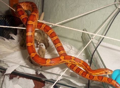 Reptile Forums Snake Bedroom, Reptile Enrichment, Snake Enrichment, Python Ideas, Snakes For Sale, Diy Snake, Snake Hides, Animal Breeding, Snake Enclosure