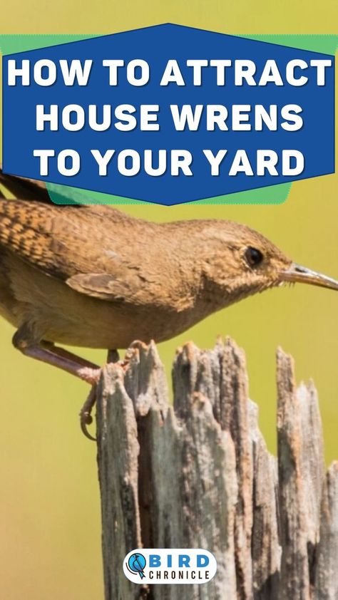 An interesting fact about house wrens is that they prefer insects as food. Setting up places with shrubs and clean water will also invite them to your yard. Click or tap on the article in the link to find out the 9 ways to attract house wrens to your yard. Wren House, Keystone Species, Nest Building, Looking For Houses, What Is A Bird, Moving Water, Nesting Boxes, Wild Birds, Wren