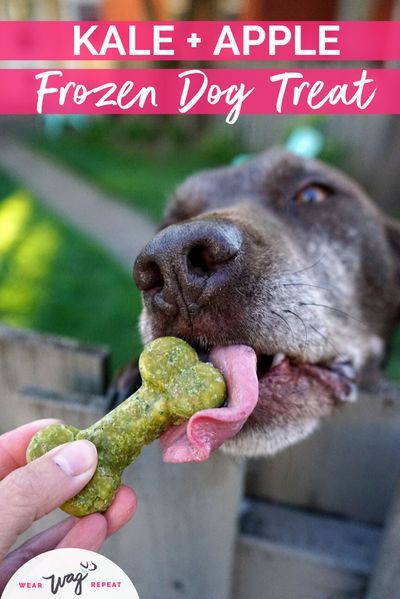 Learn How To Make These Easy Kale and Apple Frozen Dog Treats that boost your dog's digestion. Both kale and apples contain tons of nutrients that are healthy for dogs. Dark leafy greens are packed with antioxidants that fight free-radicals. Apples are packed with fiber and pectin that helps your dog’s digestion and can actually fuel the good bacteria in their gut. These Kale and Apple Frozen Dog Treats are an easy homemade treat your dog will love! Frozen Dog Treats Recipes, Dog Agility Training, Homemade Pet Treats, Pet Treats Recipes, Easy Dog Treat Recipes, Frozen Dog Treats, Stimulus Check, Easy Dog Treats, Healthy Dog Treats Homemade