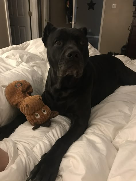 Cane Corso Dog Aesthetic, Cane Corso Cute, Black Cane Corso Aesthetic, Black Cane Corso Dog, Big Dog Aesthetic, Black Dogs Aesthetic, Cane Corso Aesthetic, Big Dog, King Corso Dog