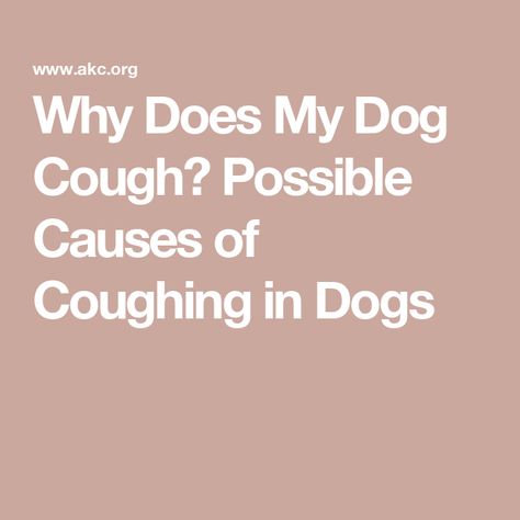 Why Does My Dog Cough? Possible Causes of Coughing in Dogs Kennel Cough Remedies Dogs, Dog Cough, Dog Coughing, Dog Dental Health, Detection Dogs, Fork Bracelet, Farm Dogs, Dog Dental, A Vet