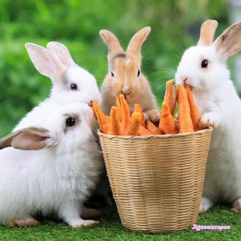 Rabbits Eating, Easter Rabbits, Eating Carrots, Fluffy Rabbit, Rabbit Cake, Rabbit Eating, Background Cute, Pets Drawing, Nature Life