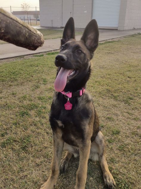 Belgian Malinois female pup; 4 most old. Female Belgian Malinois, Female Malinois, Female German Shepherd, Belgian Malinois Dog, Malinois Dog, Vacation House, Belgian Malinois, Dog Party, Dog Houses