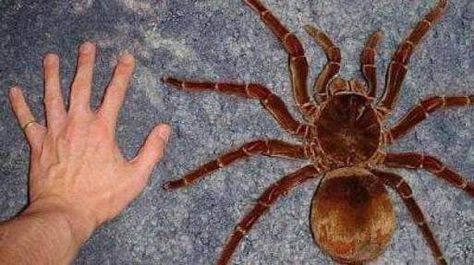 Australian Goliath spider (aka whistling spider or barking spider) Huntsman Spider, Arachnids Spiders, Large Spiders, Beautiful Bugs, Australian Birds, Creepy Crawlies, Arthropods, Arachnids, Bugs And Insects