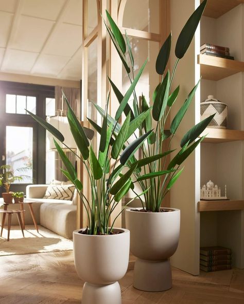 Heliconia Plant, Indoor Plants Styling, Indoor Trees, Palm Plant, Sustainable Furniture, Real Plants, Fake Plants, New Home Designs, Faux Plants