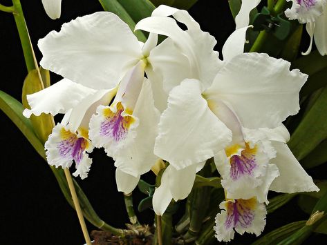 Cattleya mossiae var. reineckeana 'Bodenseeperle' | emmily1955 | Flickr Orchid Cattleya Mossiae, Orchid Cattleya, Cattleya Orchid, Orchid Flowers, Beautiful Orchids, White Orchids, Orchid Flower, Exotic Flowers, House Plants