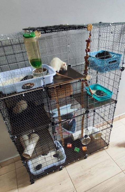 Dollar Tree Rat Cage Accessories, Rat Enclosure, Diy Rat Toys, Pet Rat Cages, Tree Rat, Rat Cage Accessories, Rat Toys, Rat Cage, Pet Rats