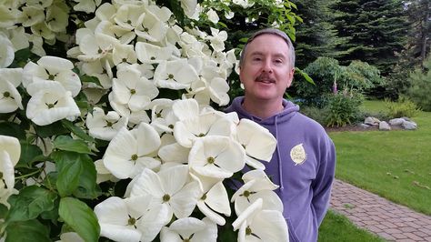 Best of the Northwest: After much debate, here are some of the 43 newest Great Plant Picks. Venus Dogwood, Kousa Dogwood, Pnw Washington, Northwest Garden, Program Manager, Dogwood Trees, Purple Garden, White Garden, Unusual Flowers