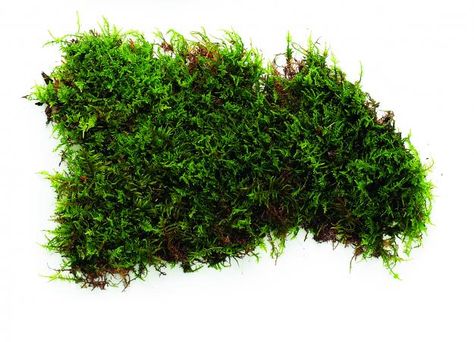 sheet moss Green Art Ideas, Moss Ideas, Grow Moss, Moss Graffiti, Sheet Moss, Terrarium Moss, Types Of Moss, Growing Moss, Moss Decor