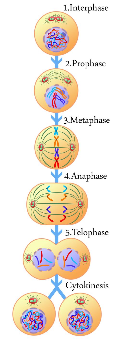 Interphase Mitosis, The Cell Cycle, Science Cells, Pumpkin Life Cycle, Study Biology, Biology Classroom, Basic Anatomy And Physiology, Biology Facts, Cell Cycle