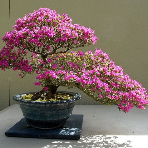 Bonsai Azalea, Chinese Cherry Blossom, Bougainvillea Bonsai, Flowering Bonsai Tree, Bonsai Tree Types, Bonsai Tools, Bonsai Styles, Bonsai Flower, Japanese Bonsai