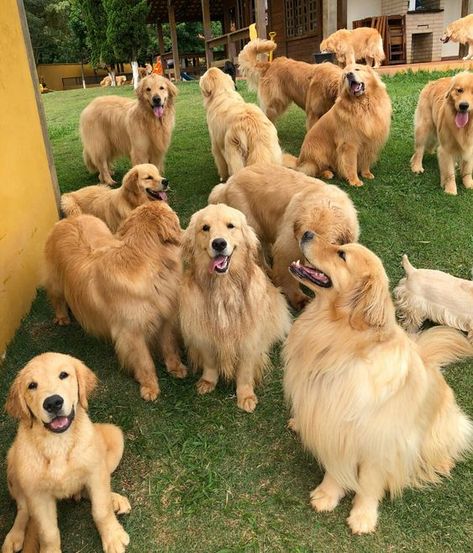 12 Reasons Why You Should Never Own Golden Retrievers | Page 2 of 4 | The Paws Beautiful Golden Retrievers, Chien Golden Retriever, Golden Retriever Mix, Golden Puppy, Golden Retriever Puppy, Retriever Puppy, Dogs Golden Retriever, Retriever Dog, Golden Retrievers