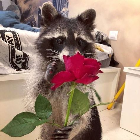 Pet Raccoon, Cute Raccoon, Raccoon Funny, Trash Panda, St Bernard, Silly Animals, Racoon, Some Funny Jokes, Cute Little Animals