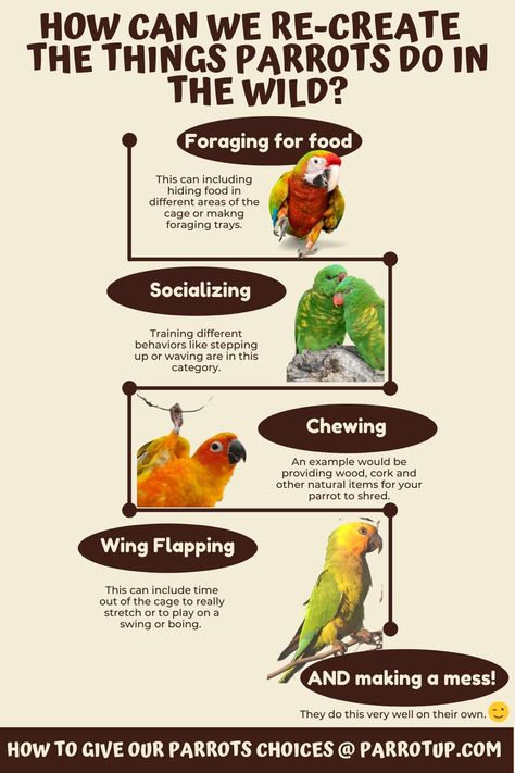 Parrot foraging Bird Care Tips, Pineapple Parrot, Bird Enrichment, Amazon Parrots, Parrot Care, Conure Bird, Quaker Parrot, Indian Ringneck, Wild Foraging