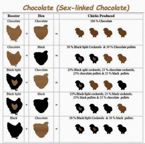 Chicken Chart Hens, Silkie Breeding Chart, Silkie Breeding Color Chart, Chicken Genetics Color Charts, Chicken Genetics, Serama Chicken, Chicken Breeding, Barnevelder Chicken Egg Color, Biology Worksheet