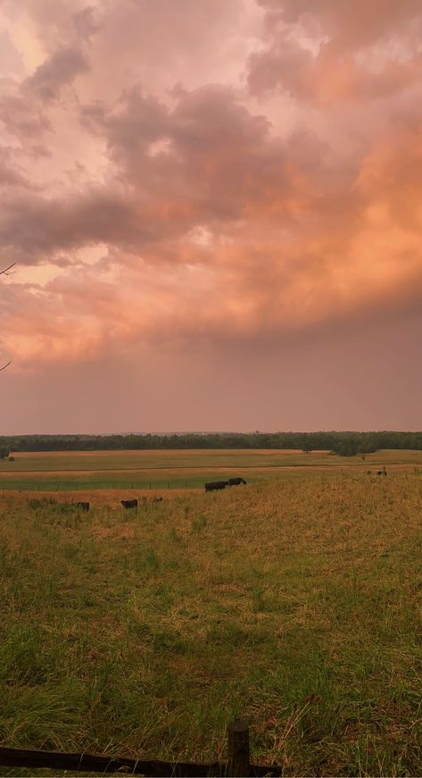 pink orange field cows aesthetic Phone Themes Country, Oklahoma Aesthetic Wallpaper, Field Aesthetic Wallpaper, Brown Pink Wallpaper, Cows Aesthetic, Notion Themes, Orange Field, Southern Aesthetic, Sunset Field