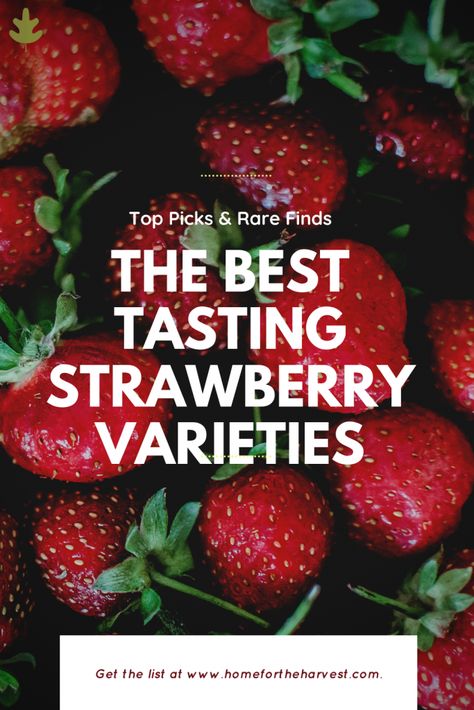 Gourmet Strawberries, Strawberry Growing, Types Of Strawberries, Everbearing Strawberries, Strawberries In Containers, Strawberry Varieties, Strawberry Beds, Strawberry Pots, Compost Tumbler