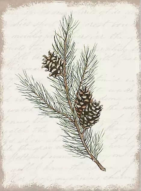 Pine Needle Drawing, Pine Cone Tattoos, Pine Branch Illustration, Pine Leaf Tattoo, Blue Spruce Tattoo, White Pine Tattoo, Douglas Fir Tattoo, Woodsy Tattoos, Pine Cone Tattoo