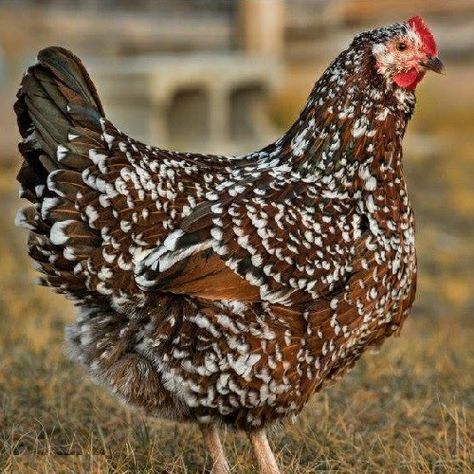 Speckled Sussex Chicken, Speckled Chicken, Sussex Chicken, Chickens For Sale, Raising Ducks, Beautiful Chickens, Backyard Flocks, Brown Eggs, Crazy Chicken Lady