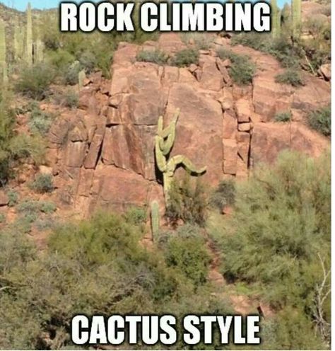 Rock climbing cactus style The Quiet Ones, Dirty Memes, Catch Feelings, Clean Memes, Girl Memes, Life Quotes Love, Dirty Mind, Rock Climbing, Climbing