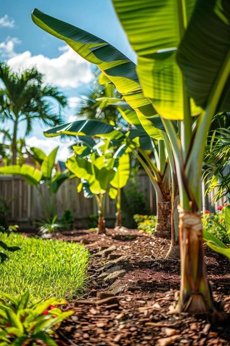 Banana Tree Landscaping Tips for Your Backyard Banana Plant Landscaping, Banana Tree Garden Ideas, Banana Trees Around Pool, Banana Tree Landscaping, Banana Trees Landscape Backyards, Plumeria Tree Landscape, Banana Plant Outdoor, Banana Tree Landscape, Tropical Landscape Front Yard