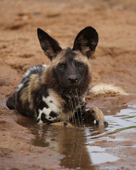 African Painted Dog, African Hunting Dog, Elephant Shrew, Painted Dog, Africa Wildlife, Wild Dog, African Wild Dog, Paws And Claws, Pretty Animals