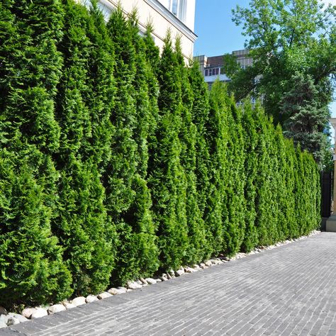 Thuja Emerald Green Arborvitae, 2-pack Thuja Emerald Green, Thuja Occidentalis Smaragd, Fast Growing Privacy Shrubs, Hedges Landscaping, Italian Cypress Trees, Thuja Green Giant, Emerald Green Arborvitae, Shrubs For Privacy, Leyland Cypress