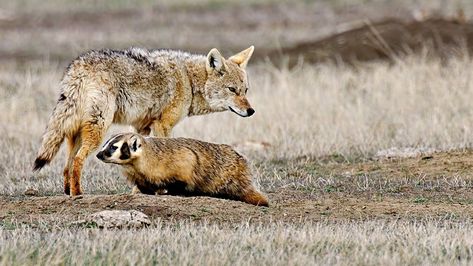 Coyotes and badgers don’t seem like obvious BFFs, but sometimes they join forces to hunt. Ongoing research could shed light on this odd and elusive couple. Shed Light, Badger, Animal Pictures, Shed, Animals, Quick Saves