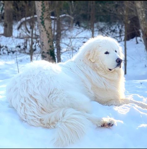 White Great Pyrenees, Grand Pyrenees Dog, Pyranese Mountain Dog, Pyrenees Mountain Dog, Great Pyrenees Aesthetic, Great Pryness, Big Fluffy Dogs, Pyrenees Puppies, Great Pyrenees Puppy