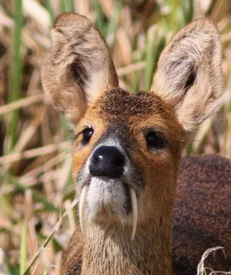 Chinese water deer. Instead of the usual horns, it grows two fangs Deer Pfp, Deer With Fangs, Med Illustration, Deer Oc, Fanged Deer, Deer Aesthetic Dark, Chinese Water Deer, Deer By Water, Deer Drinking Water