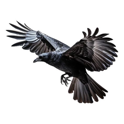 Crow Tattoo Design Dark, Flying Raven Tattoo, Raven Reference, Raven Illustration, Raven Photography, Raven Flying, Flying Raven, Flying Photography, Crow Pictures