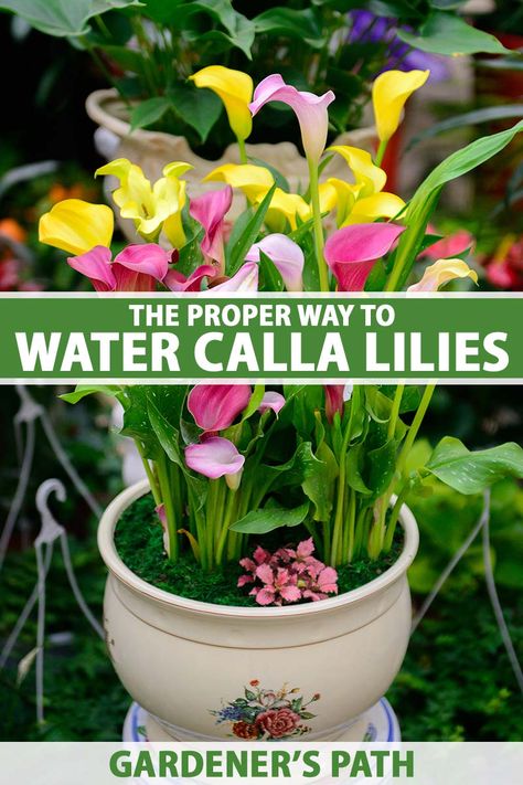 Calla Lily Plant Care, Calla Lily Care Outdoor, Calla Lily Plant, Canna Lilly, Lilly Plants, Calla Lily Bulbs, Cala Lilies, Lily Plant Care, Canna Lilies