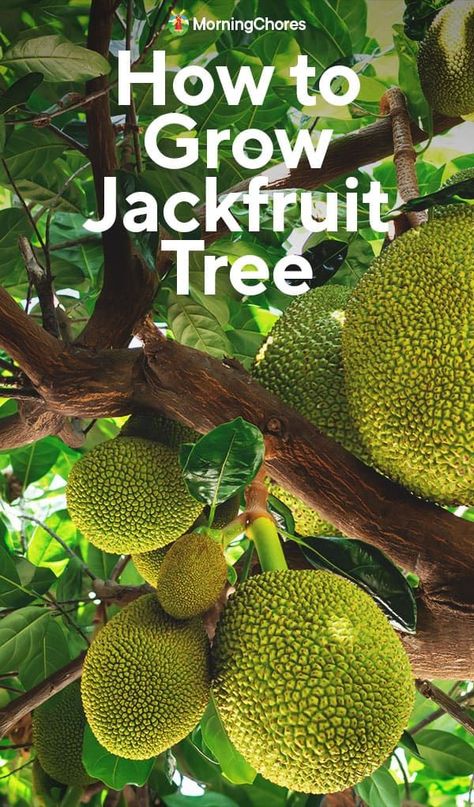 Growing jackfruit is becoming more and more popular. They're versatile fruits with a delicious, unique flavor. Here's how to grow jackfruits. Growing Jackfruit, Jackfruit Plant, Jackfruit Seeds, Jackfruit Tree, Jack Fruit, Homestead Life, Vegetable Benefits, Homestead Ideas, Sustainable Gardening