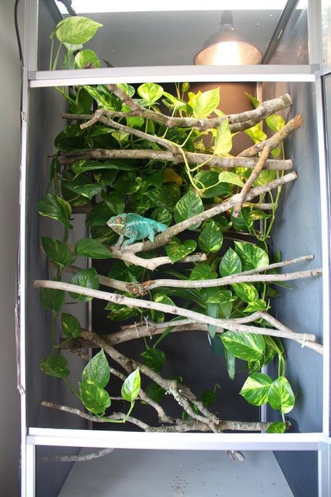 Chameleon Enclosure Ideas, Chameleon Cage Ideas, Chameleon Habitat, Chameleon Terrarium, Reptile Enclosure Ideas, Gecko Cage, Chameleon Enclosure, Iguana Cage, Chameleon Care