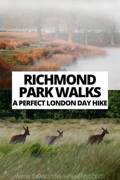 A guide to the best Richmond Park Walks for a day hike from London including the best routes, where to see deer and eating options. Nye London, Train Travel Europe, Richmond London, Europe Train Travel, Epping Forest, Richmond Park, St Pauls Cathedral, Park Trails, London Park