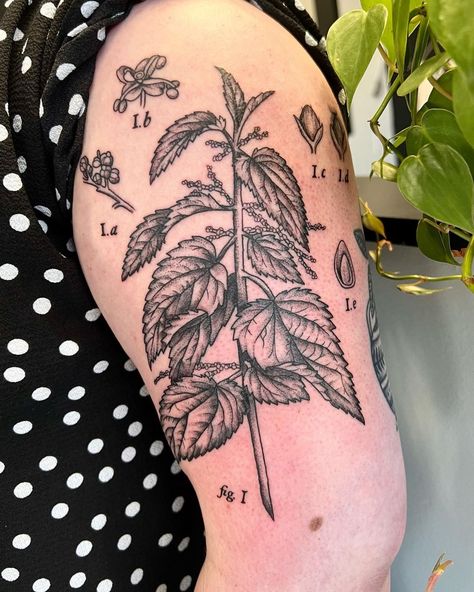 Botanical Print Tattoo, Scientific Drawing Tattoo, Stinging Nettle Tattoo, Scientific Tattoo Ideas, Gardening Tattoo Ideas, Nettle Drawing, Herbology Tattoo, Nettle Tattoo, Scientific Illustration Tattoo