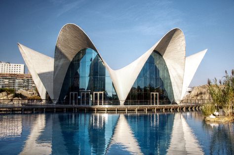 L'Oceanogràfic is a marine park situated in the east of the city of Valencia, Spain, where different marine habitats are represented. Description from ign.com. I searched for this on bing.com/images Shell Structure Architecture, Shell Architecture, Shell Building, Modern Arches, Tech Museum, Felix Candela, Landmark Architecture, Famous Structures, College Of Architecture