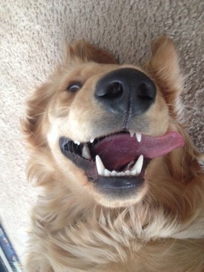 Golden Retriever Funny, Golden Retrievers, A Dog, Golden Retriever, Funny