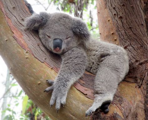 https://flic.kr/p/jxfbKf | Mid morning snooze Koala Images, Koala Sleeping, The Wombats, Koala Bears, Australia Animals, Baby Koala, Cuddly Animals, Australian Animals, Cute Animal Pictures