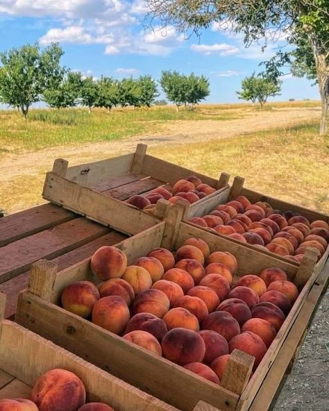 Sam Core, Italian Summer, Northern Italy, Aesthetic Summer, European Summer, Country Life, Farm Life, Cottage Core, Summer Aesthetic