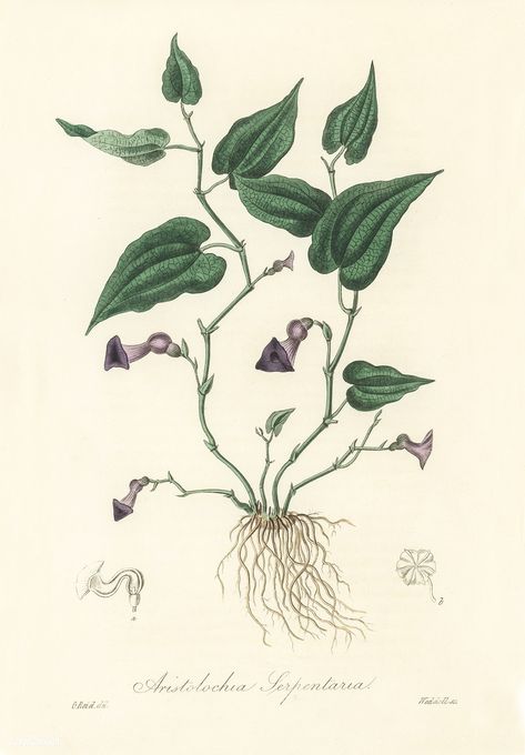 Free Public Domain | Plants | www.rawpixel.com | Virginia snakeroot (Aristolochia serpentaria) illustration from Medical Botany (1836) by John Stephenson and James Morss Churchill. Molecule Art, Vintage Plants, Botany Illustration, Plant Illustrations, Sketch Free, Cash Crop, Antique Botanical Print, Free Illustration Images, Birds Of America