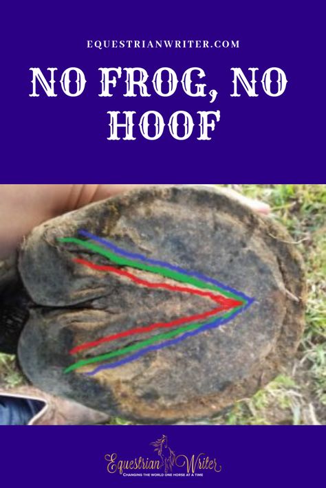 The frog is the most important piece of a horse’s shock absorber system. #horses #horsetraining #horsetrainingtips Horse Nutrition, Horse Info, Hoof Care, Horse Anatomy, Horse Training Tips, Types Of Horses, Horse Tips, Horse Health, Horses And Dogs